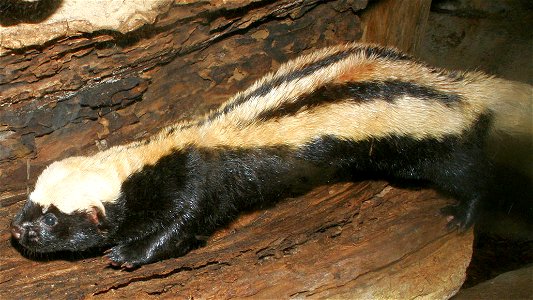 White Naped Weasel, Captive Specimen, Henry Doorly Zoo, Omaha Nebraska