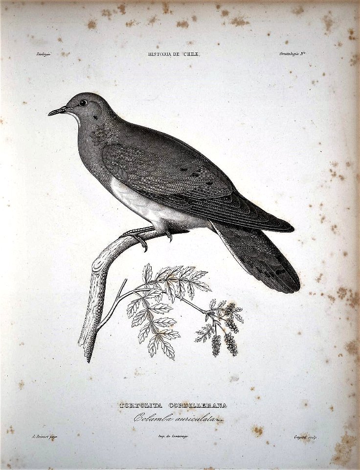 Zenaida auriculata