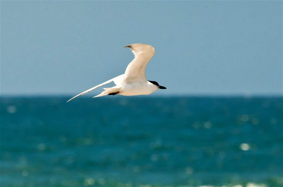 Gull-billed Tern Gelochelidon nilotica at Tijuana Slough NWR, California. (R. Baak/USFWS).