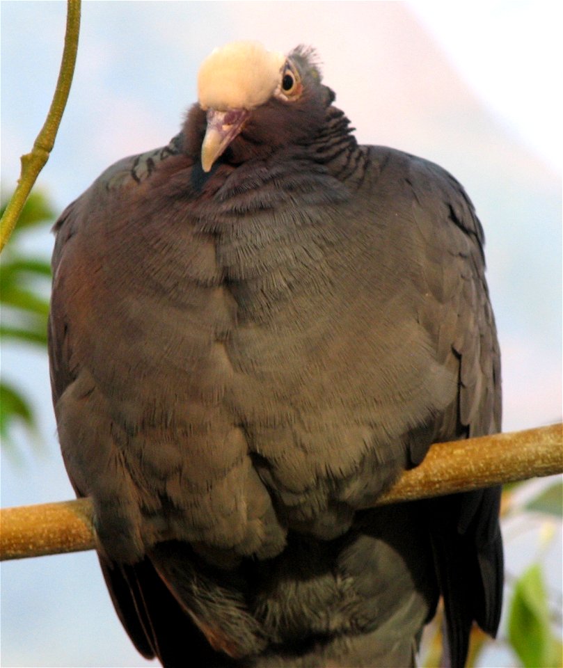 White Crowned Pigeon