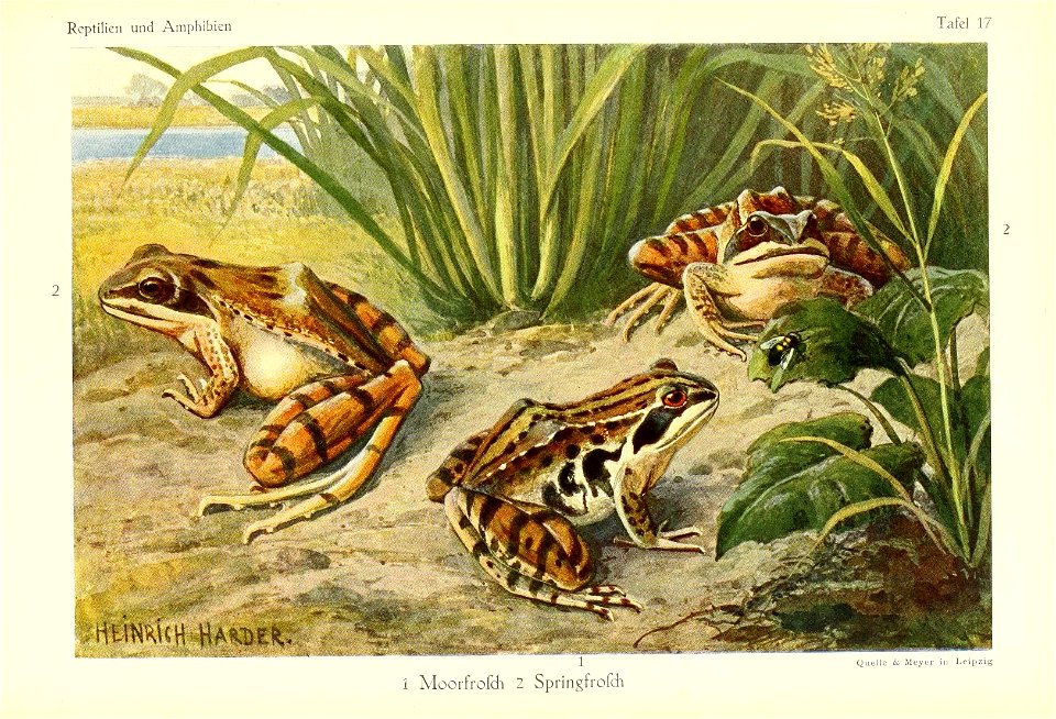 Richard Sternfeld Die Reptilien und Amphibien mitteleuropas Leipzig, Quelle & Meyer, 1912. In German 80 pages  illustrated with  30 coloured plates.
1 Rana arvalis Nilsson, 1842
2 Rana dalmatina F