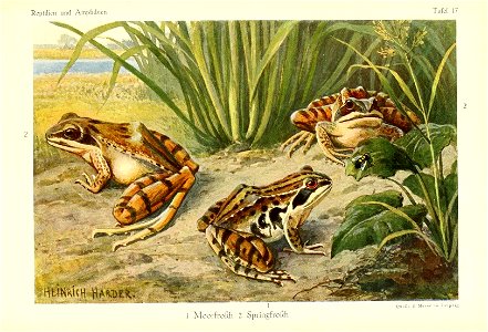 Richard Sternfeld Die Reptilien und Amphibien mitteleuropas Leipzig, Quelle & Meyer, 1912. In German 80 pages illustrated with 30 coloured plates. 1 Rana arvalis Nilsson, 1842 2 Rana dalmatina F photo