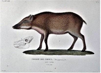 Sus verrucosus