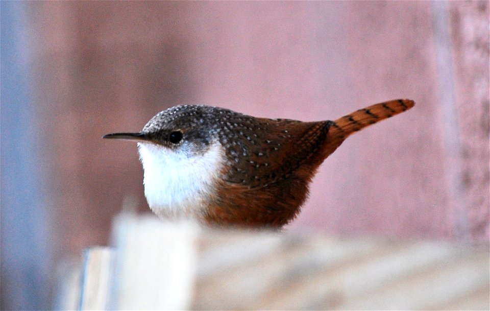 Though canyon wrens are rarely seen, you can often hear their sweet cascading song echoing through a canyon on a summer day. NPS Photo/Sarah Stio