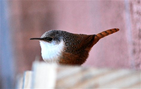 Though canyon wrens are rarely seen, you can often hear their sweet cascading song echoing through a canyon on a summer day. NPS Photo/Sarah Stio