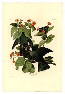 Plate 177 of Birds of America by John James Audubon depicting White-crowned Pigeon. photo