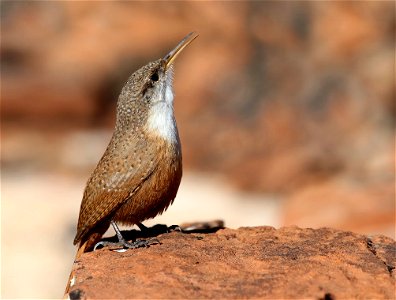 Canyon Wren Catherpes mexicanus at Red Hills Desert Garden, St. George, Utah. From the My Public Lands Magazine, Spring 2015: A Birder's Paradise. Winters in Utah offer a chance to view and study our photo