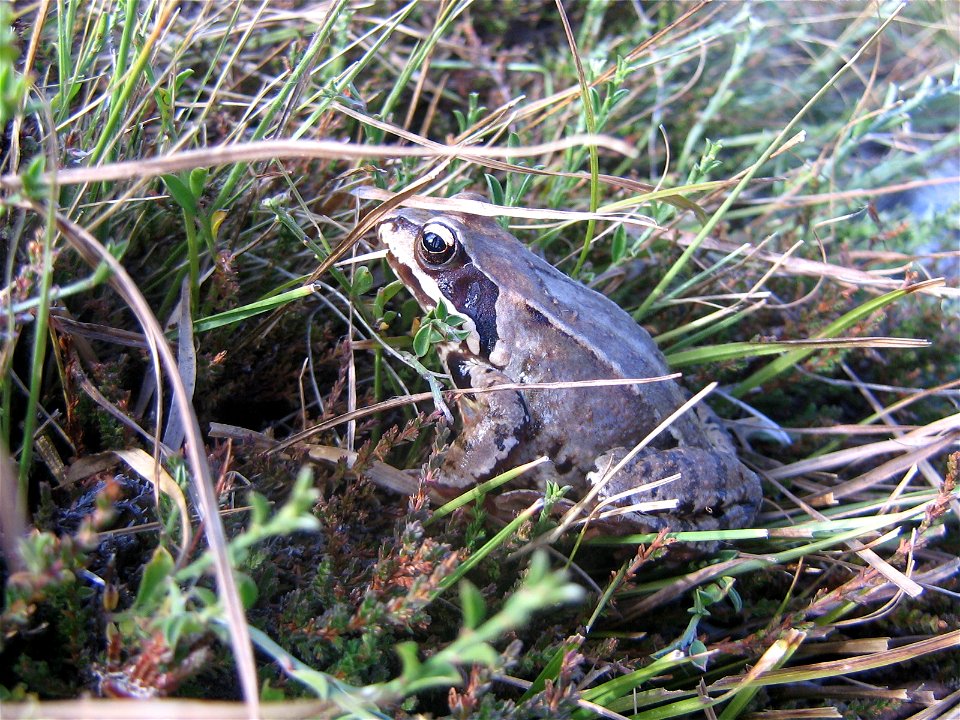 Grenouille des champs dans les pelouses de l'Aubrac (Massif central - France)
