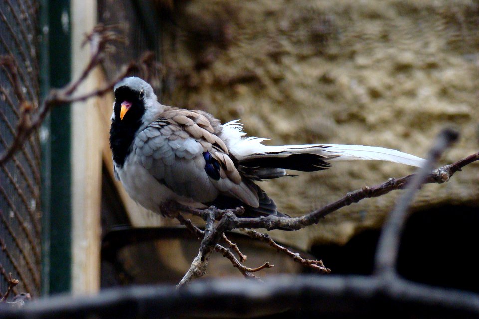 Namaqua dove (Oena capensis). Habitat: Southern Africa. Taken by Christfried Naumann at Zoo Berlin, 2008-05-27.