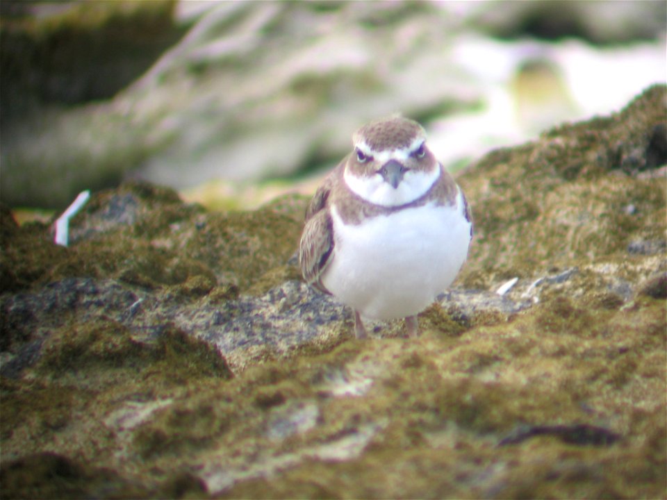 Photo taken at Berry Islands.


Credit: Sue Abbott, Bird Studies Canada