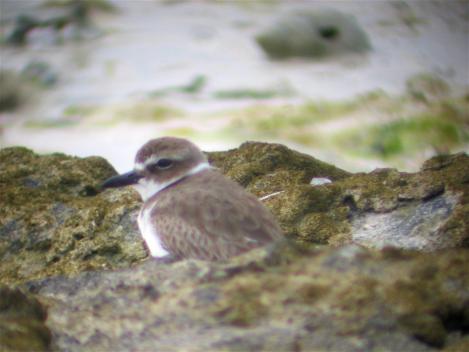 Photo taken at Berry Islands.


Credit: Sue Abbott, Bird Studies Canada