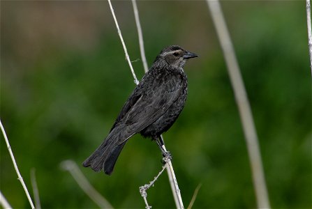 Tricolored blackbird female, Agelaius tricolor