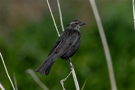 Tricolored blackbird female, Agelaius tricolor photo