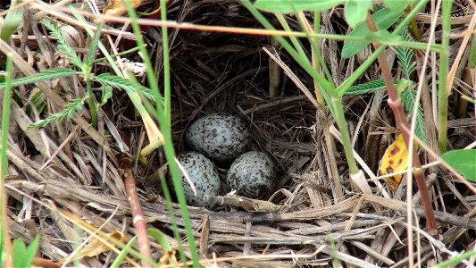 Eggs of Paddyfield Pipit (Anthus rufulus) from Hoskote Lake bed in Bangalore, India photo