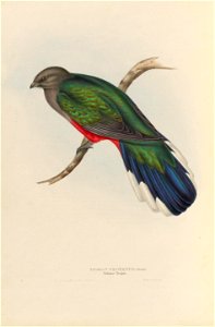 Euptilotis neoxenus - A monograph of the Trogonidae, or family of trogons