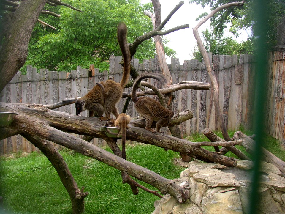Common Brown Lemur (Eulemur fulvus fulvus); Zoopark in Zájezd, Kladno District, Czech Republic.
