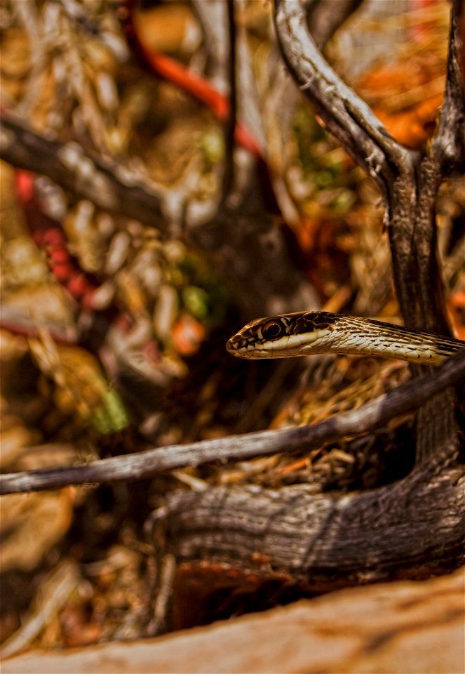 In the spring, after spending the winter in the ground, reptiles like the striped whipsnake (Masticophis taeniatus) start to emerge as the temperatures begin to rise. NPS Photo/Jonathan Fortner