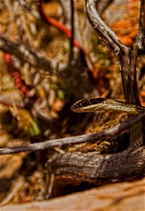 In the spring, after spending the winter in the ground, reptiles like the striped whipsnake (Masticophis taeniatus) start to emerge as the temperatures begin to rise. NPS Photo/Jonathan Fortner