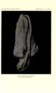Catalogue of a collection of birds from Guatemala,  by Ned Dearborn.