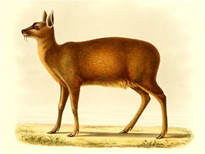 Moschus chrysogaster photo