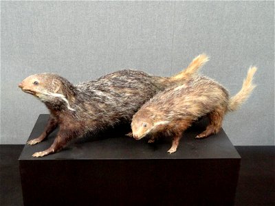 Taxidermy exhibit in the Kunming Natural History Museum of Zoology (昆明动物博物馆), Kunming, Yunnan, China.