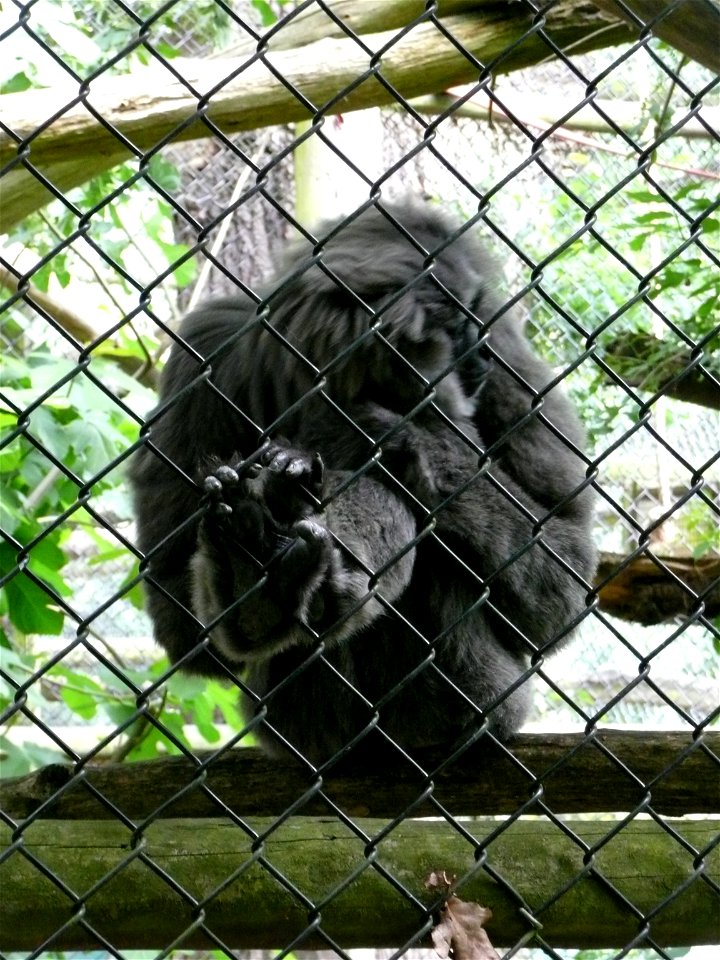 Hylobates moloch (Silvery gibbon) on the mesh of the exhibit in Howletts Wild Animal Park, Kent, England.