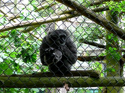 Hylobates moloch (Silvery gibbon) on the mesh of the exhibit in Howletts Wild Animal Park, Kent, England.