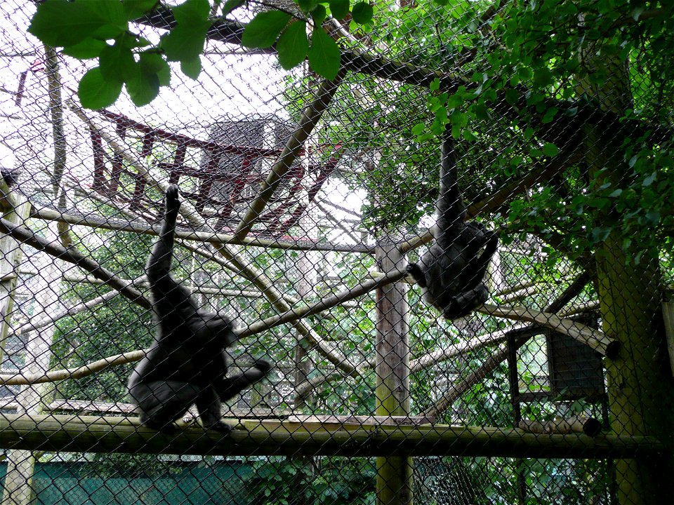 Hylobates moloch (Silvery gibbon) pair swinging in Howletts Wild Animal Park, Kent, England.