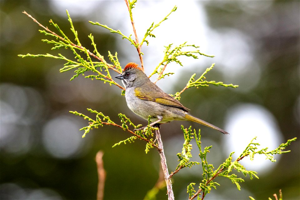 Green-tailed towhee (Pipilo chlorurus) along the Yellowstone River Trail