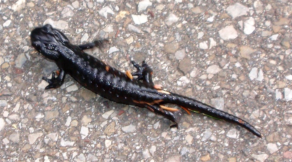 Salamandra atra