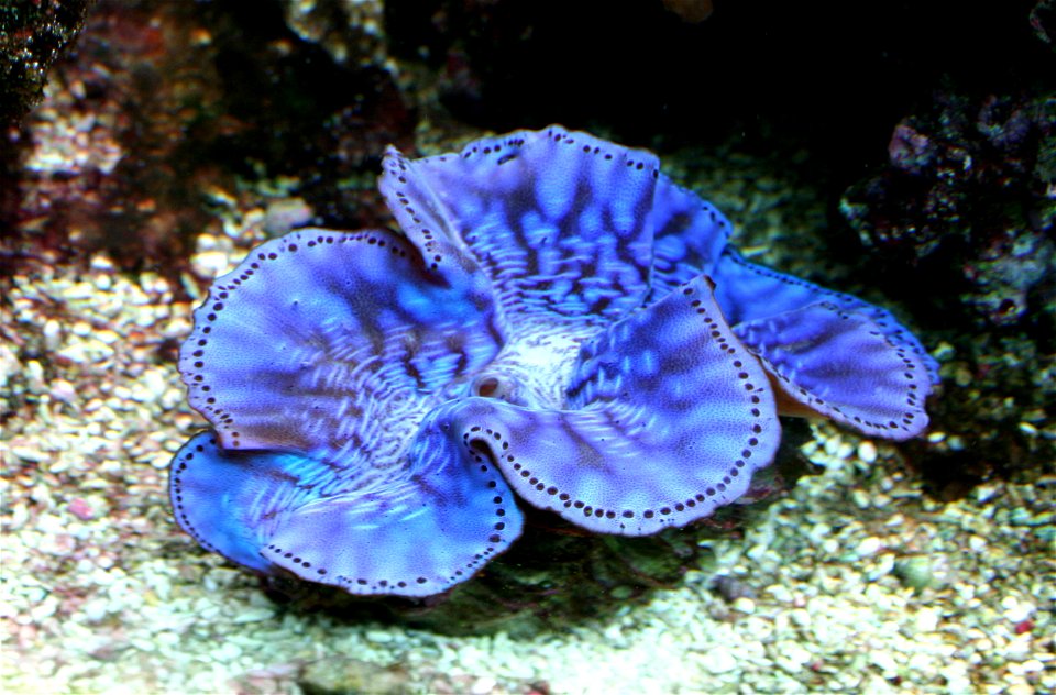 Sea molusk Maxima clam Tridacna maxima in Prague sea aquarium, Czech Republic