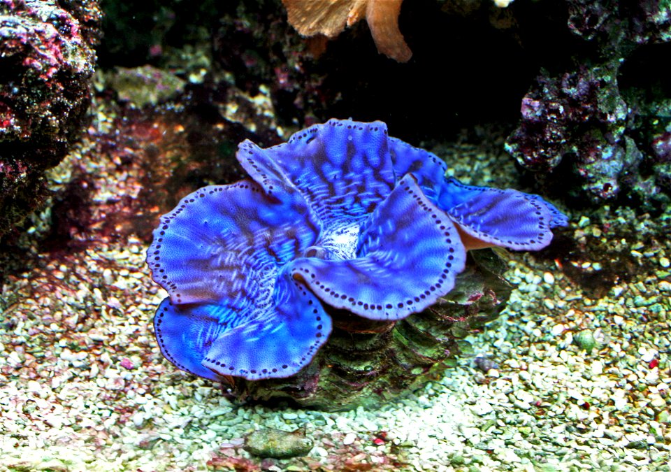 Sea molusk Maxima clam Tridacna maxima in Prague sea aquarium, Czech Republic