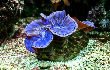 Sea molusk Maxima clam Tridacna maxima in Prague sea aquarium, Czech Republic