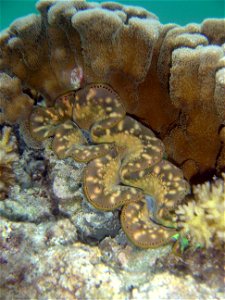 Giant clam (Tridacna maxima).