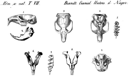 lateral views of the skull and mandible of Thomomys bulbivorus.  Figures 3, 4, 9: skull seen from above, below and from the front.  Figures 6 and 8: Lower jaw from the top and from the angle.  Figures