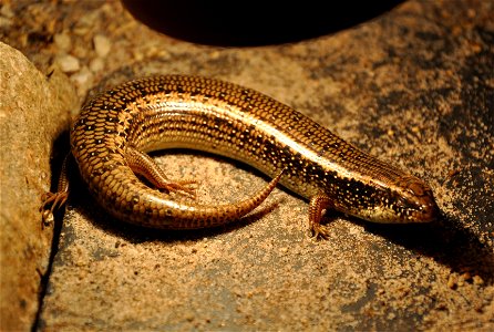 A 17-year-old ocellated skink