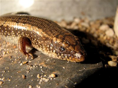 Ocellated skink