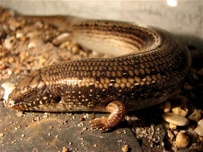 Ocellated skink