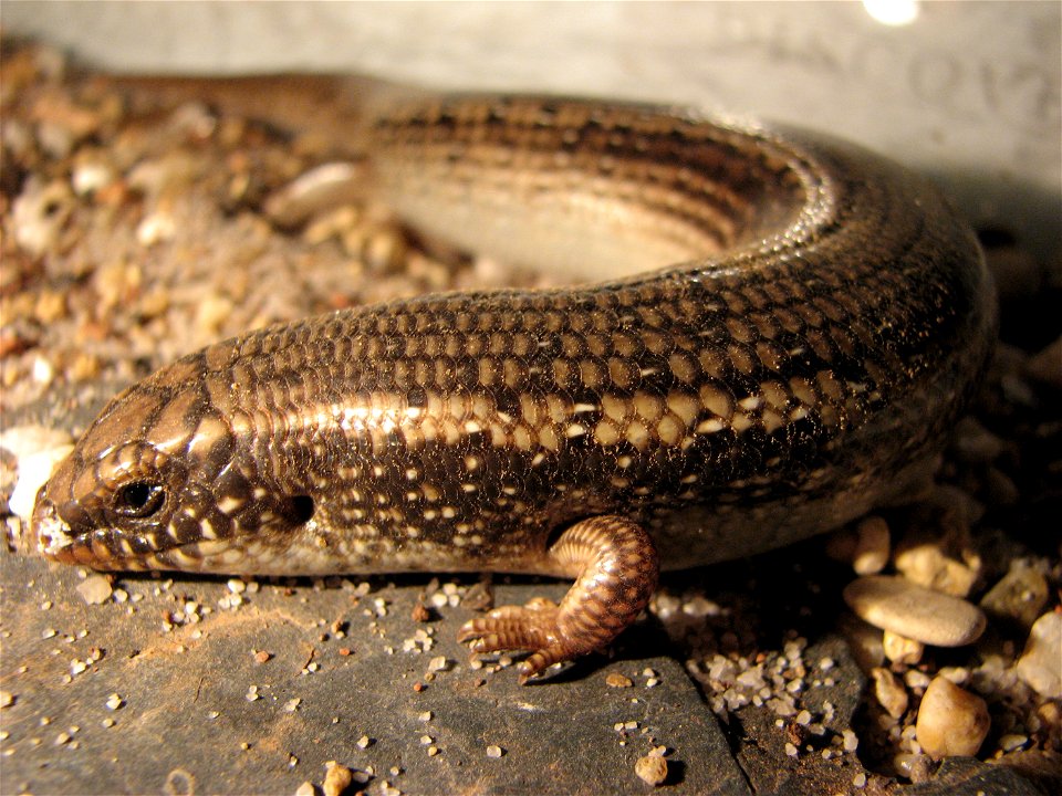 Ocellated skink