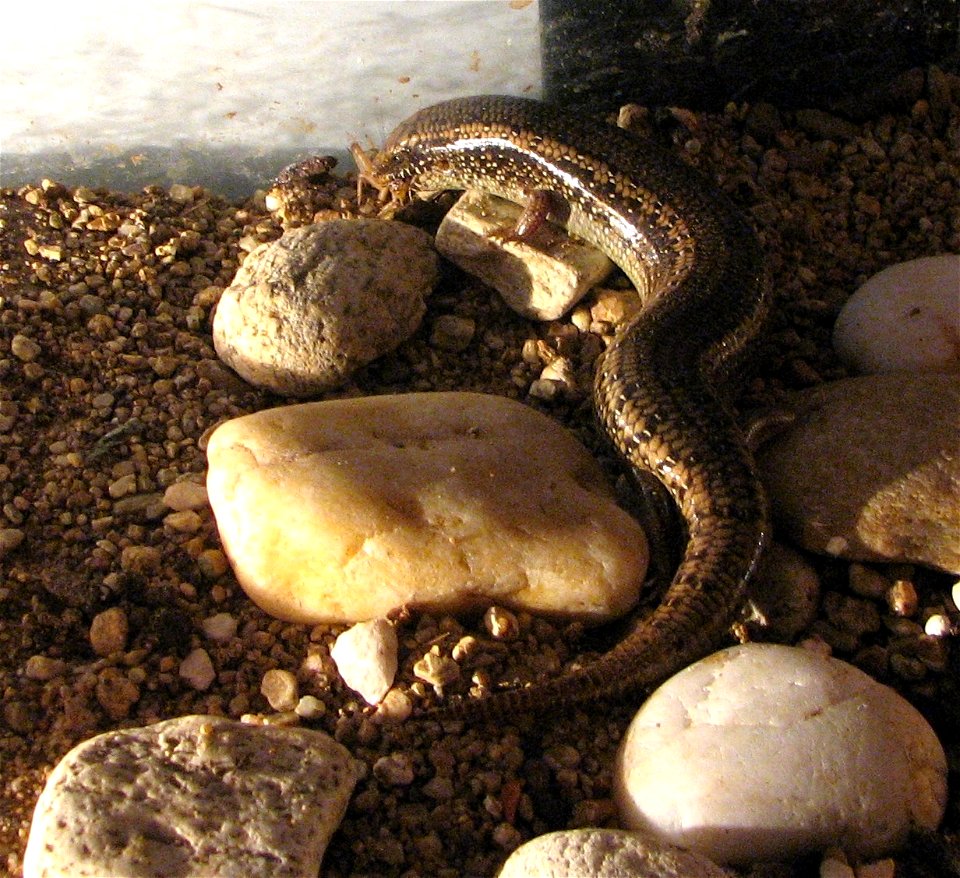 An ocellated skink eating a cricket