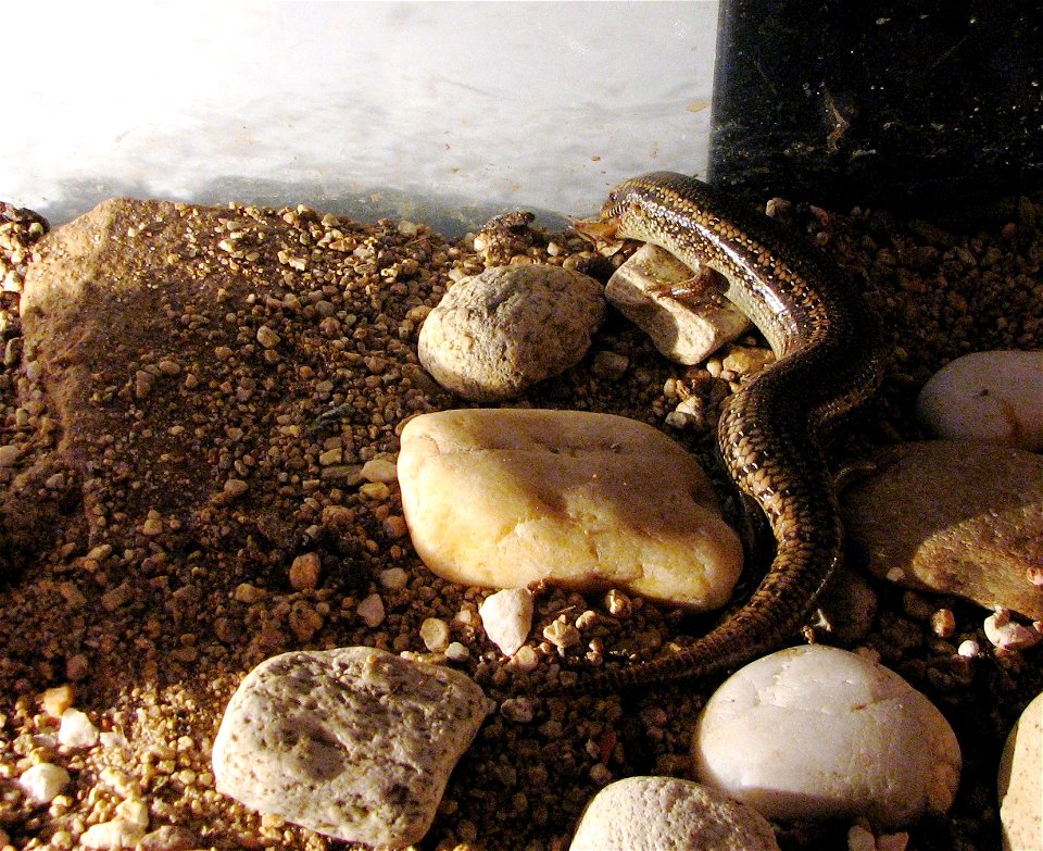 An ocellated skink eating a cricket