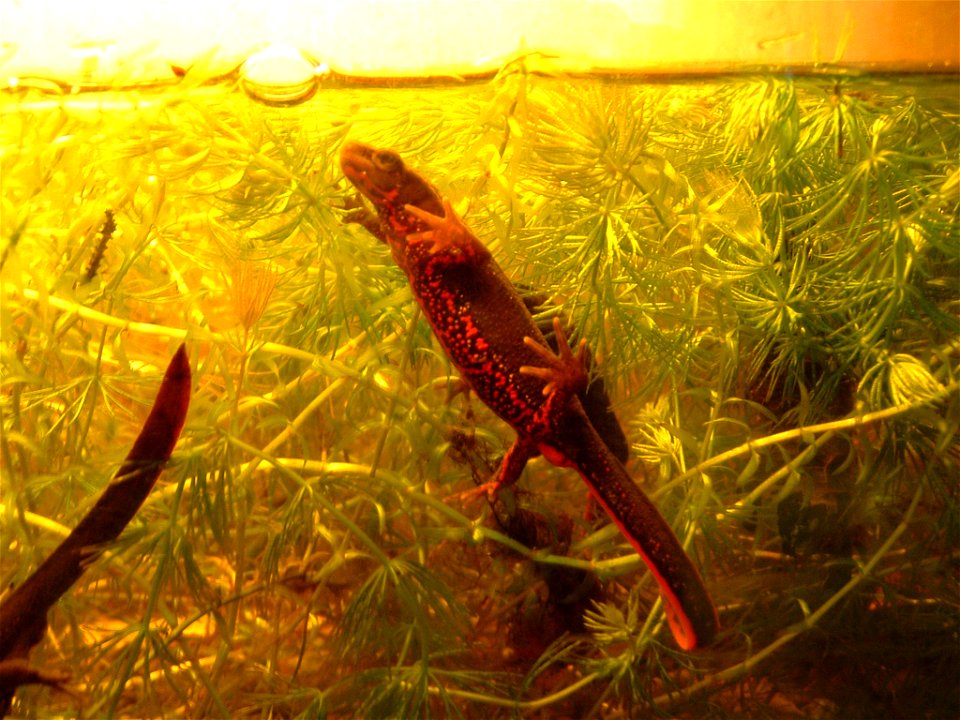 cynops pyrrhogaster sasayamae female