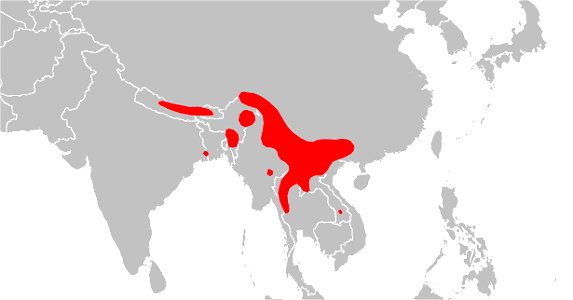Carte de répartition du macaque d'Assam, Macaca assamensis. Etablie par Christophe Chauvin.