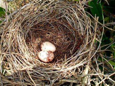 This a digital photo of the nest of a Grey Kingbird taken on the shore of  Waterlemon Bay on Saint John Island in the Caribbean.