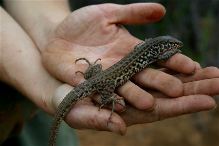 Coastal Western Whiptail