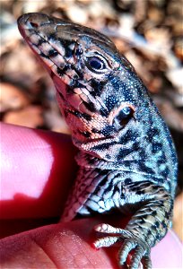Aspidoscelis tigris. This distinctive-looking species is very active, is surprisingly strong, and has sharp claws that is uses to defend itself.