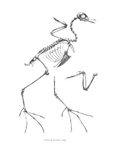 Gallinula frontata