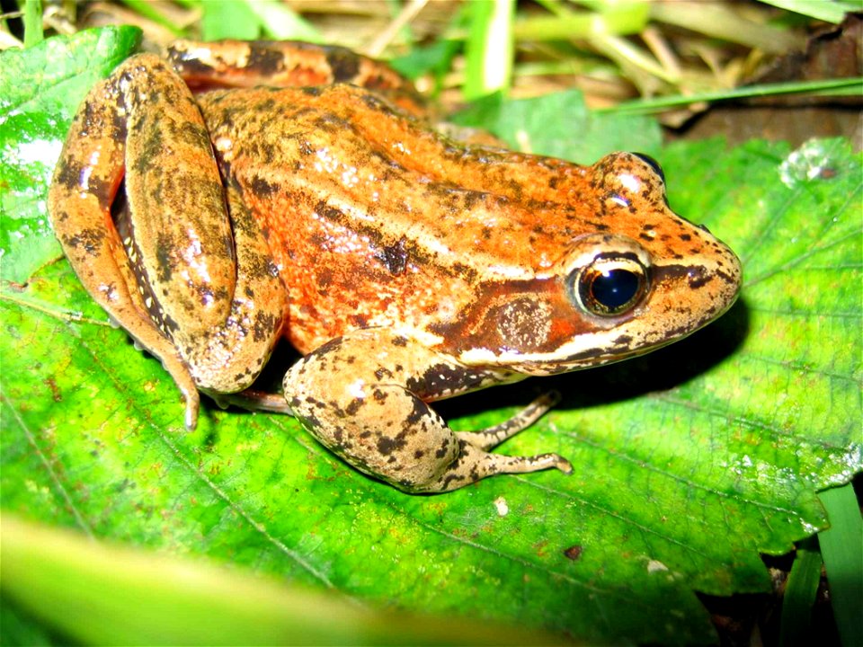 Image title: Northern red legged frog rana aurora amphibia
Image from Public domain images website, http://www.public-domain-image.com/full-image/fauna-animals-public-domain-images-pictures/reptiles-a