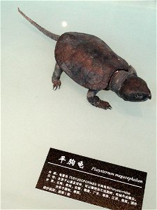 Exhibit in the Kunming Natural History Museum of Zoology (昆明动物博物馆), Kunming, Yunnan, China.