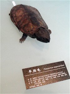 Exhibit in the Kunming Natural History Museum of Zoology (昆明动物博物馆), Kunming, Yunnan, China.